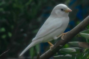 V austrálii bylo možné fotografovat bílý vrabec